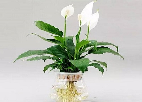 白掌什么时候开花