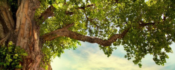 杨树施肥方法和注意事项