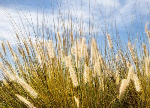改善水质最强的水生植物