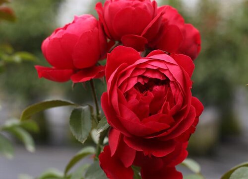 蒂娜月季是藤本还是灌木