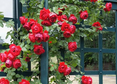 蒂娜月季是藤本还是灌木