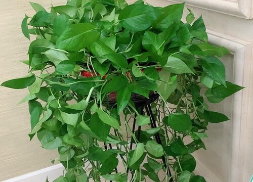 夏天如何养护绿萝保证叶片杠杠厚