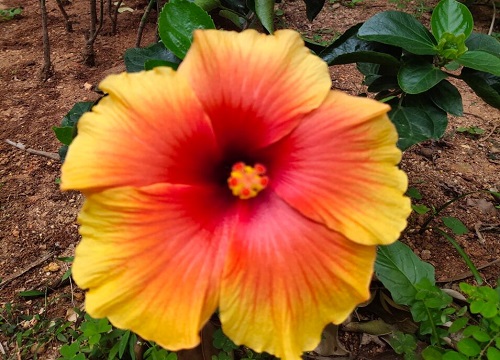 芙蓉花有几种颜色