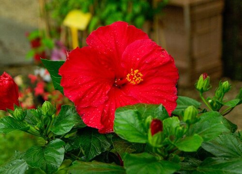 芙蓉花有几种颜色