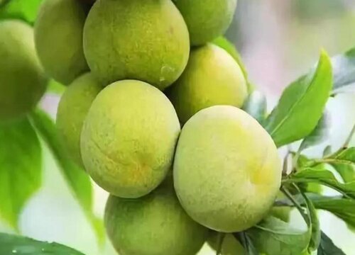 李子酸的怎么变甜