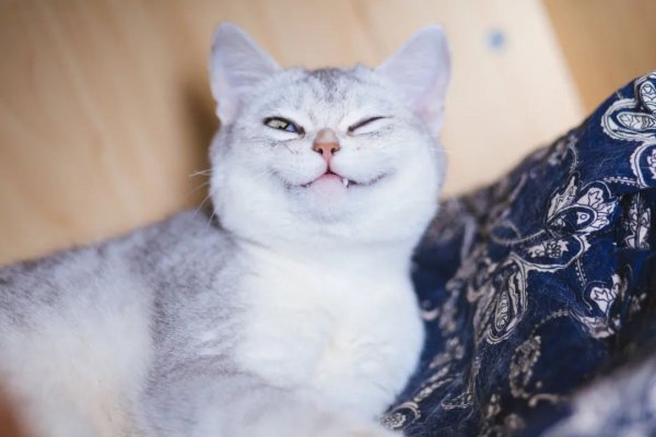 猫一个人在家会抑郁吗