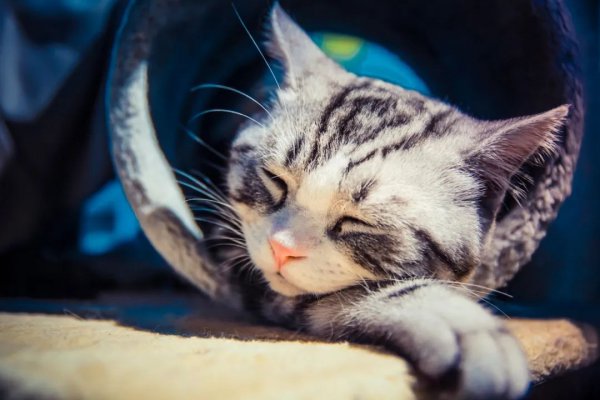 猫一个人在家会抑郁吗