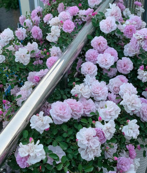 蓝色阴雨月季的优缺点