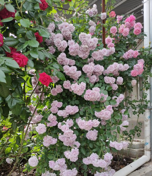 蓝色阴雨月季的优缺点