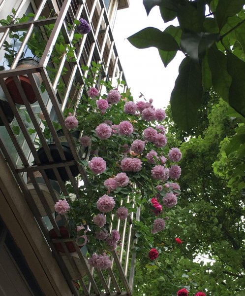 蓝色阴雨月季的优缺点