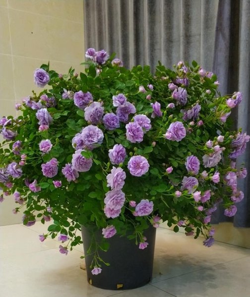 蓝色阴雨月季的优缺点