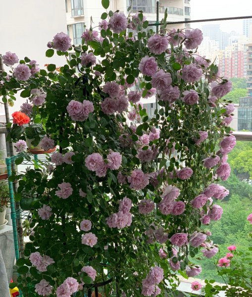 蓝色阴雨月季的优缺点