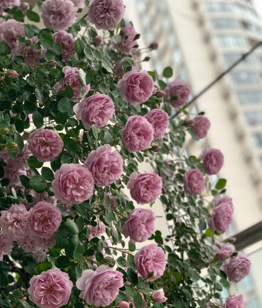 蓝色阴雨月季的优缺点