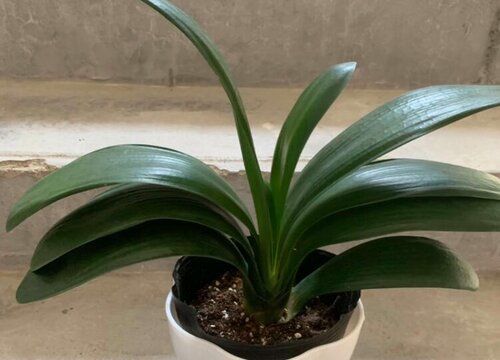 给君子兰抹头有哪些问题需要注意