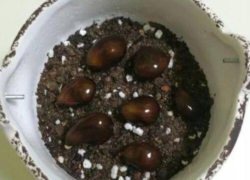枇杷怎么发芽快
