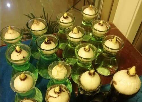 水仙花冬天怕冷吗