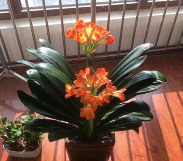 硫酸亚铁的用法与用量