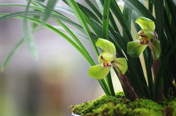 硫酸亚铁的用法与用量