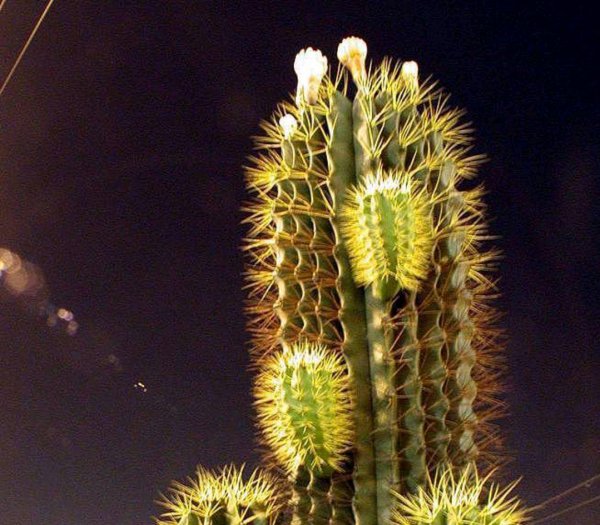 硫酸亚铁的用法与用量