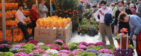 办公室适合摆什么花