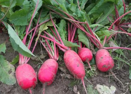 萝卜种植温度需要多少