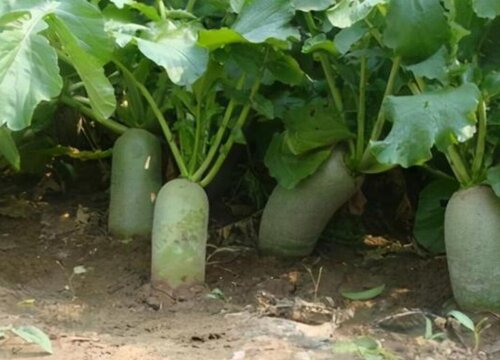 萝卜种植温度需要多少