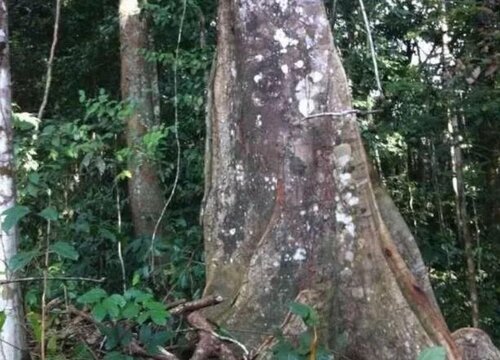 黑金木是什么木材