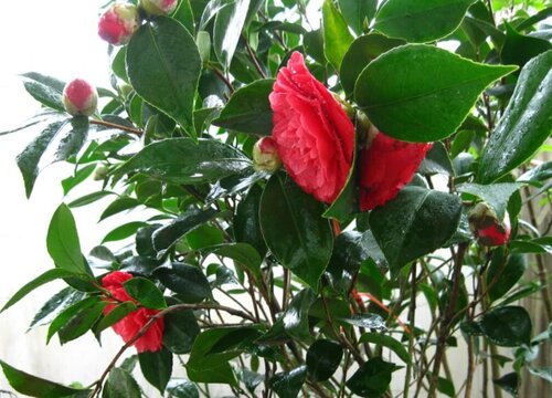 茶花盆里出现红蜘蛛该怎么防治