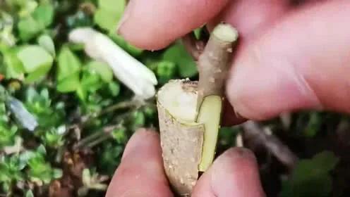 扦插苗和嫁接苗哪一个更好