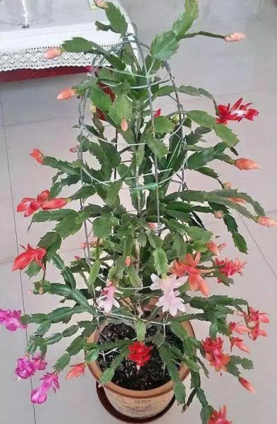 扦插苗和嫁接苗哪一个更好