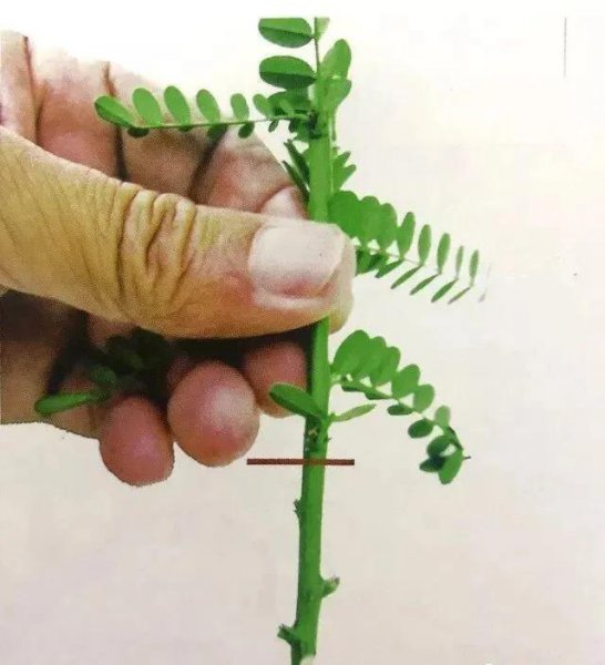 扦插苗和嫁接苗哪一个更好