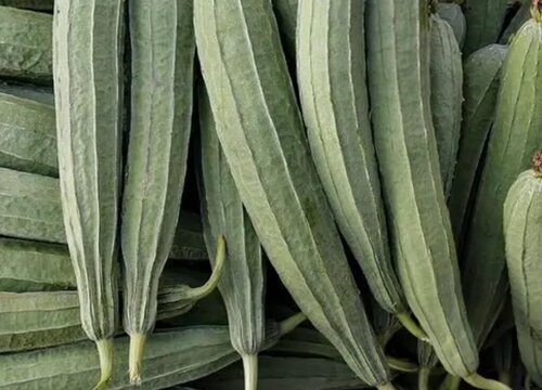 线瓜种植时间和方法