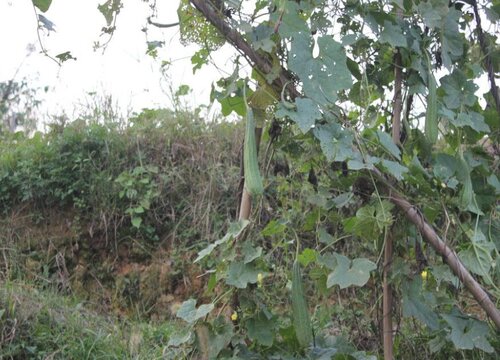 线瓜种植时间和方法