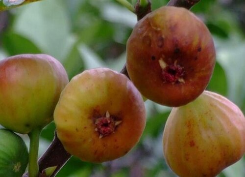 无花果树病虫害防治技术