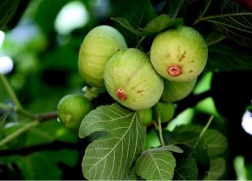 无花果树病虫害防治技术