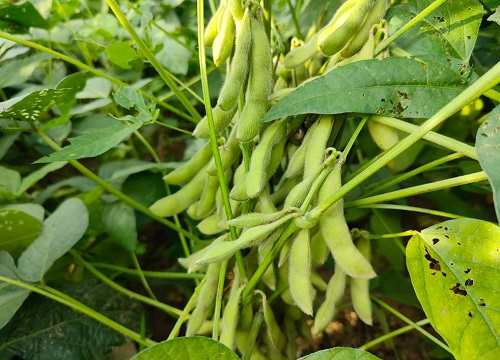 齐黄34大豆品种介绍