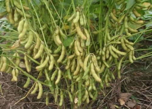 齐黄34大豆品种介绍