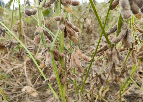 齐黄34大豆品种介绍