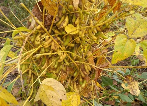 齐黄34大豆品种介绍