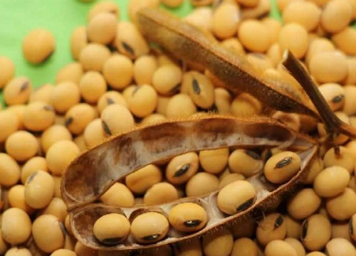 齐黄34大豆品种介绍