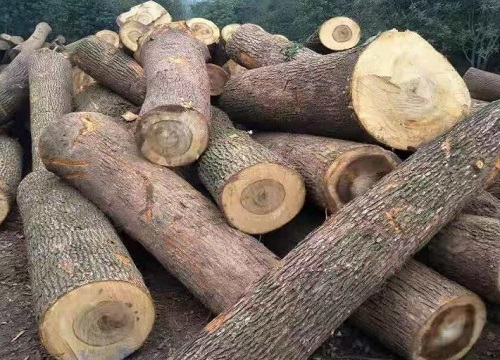 新鲜木头怎么防止开裂