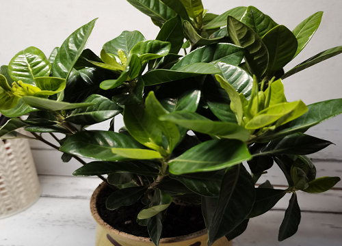 栀子花叶子为什么会发黄