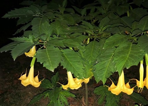 曼陀罗花生长在哪里