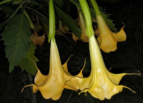 曼陀罗花生长在哪里