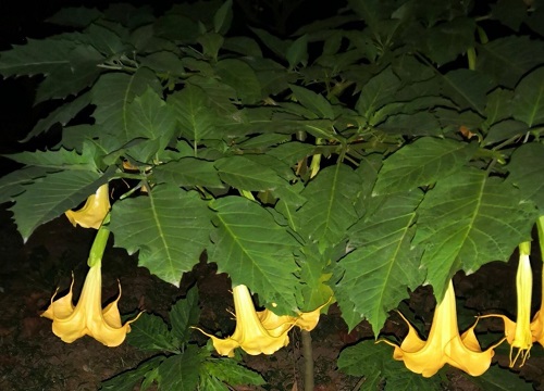 曼陀罗花生长在哪里