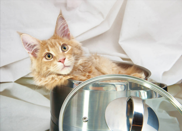 中国人为什么很少养缅因猫