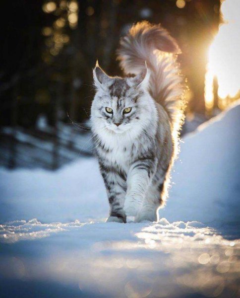 中国人为什么很少养缅因猫