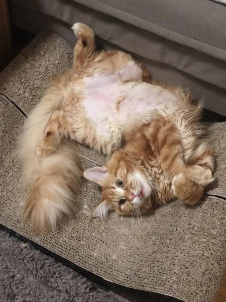 中国人为什么很少养缅因猫