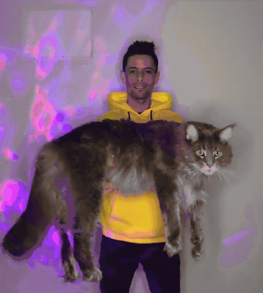 中国人为什么很少养缅因猫