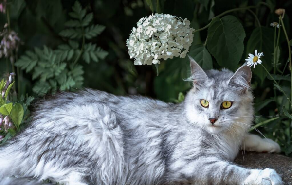 中国人为什么很少养缅因猫